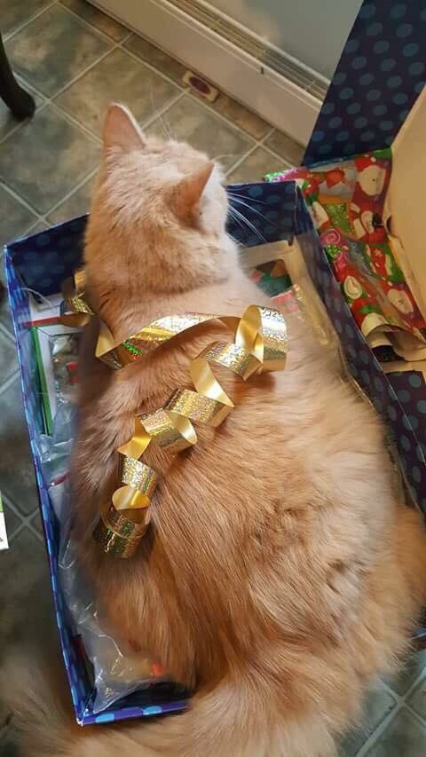 LuTheFluffer's tweet photo. Helping wrap presents with hoomans. https://t.co/AKzjdVd0mi