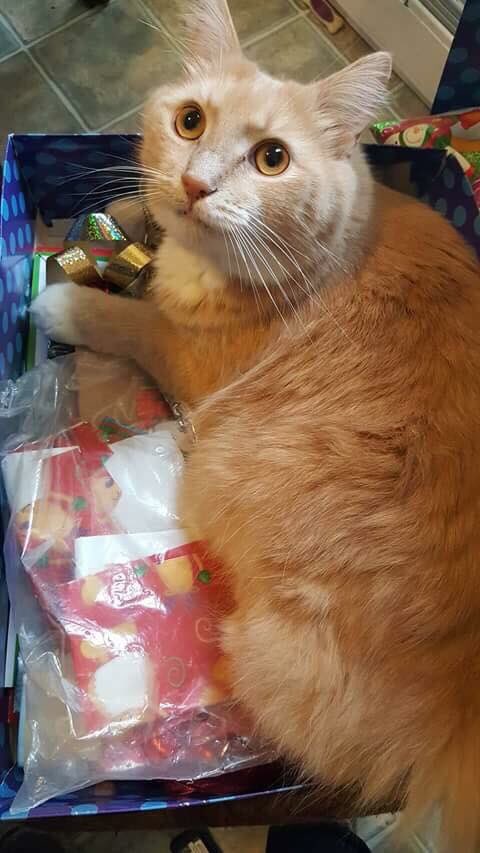 LuTheFluffer's tweet photo. Helping wrap presents with hoomans. https://t.co/AKzjdVd0mi