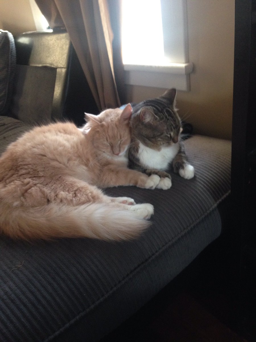 LuTheFluffer's tweet photo. My boyfriend and I. https://t.co/EFuSysdyY6