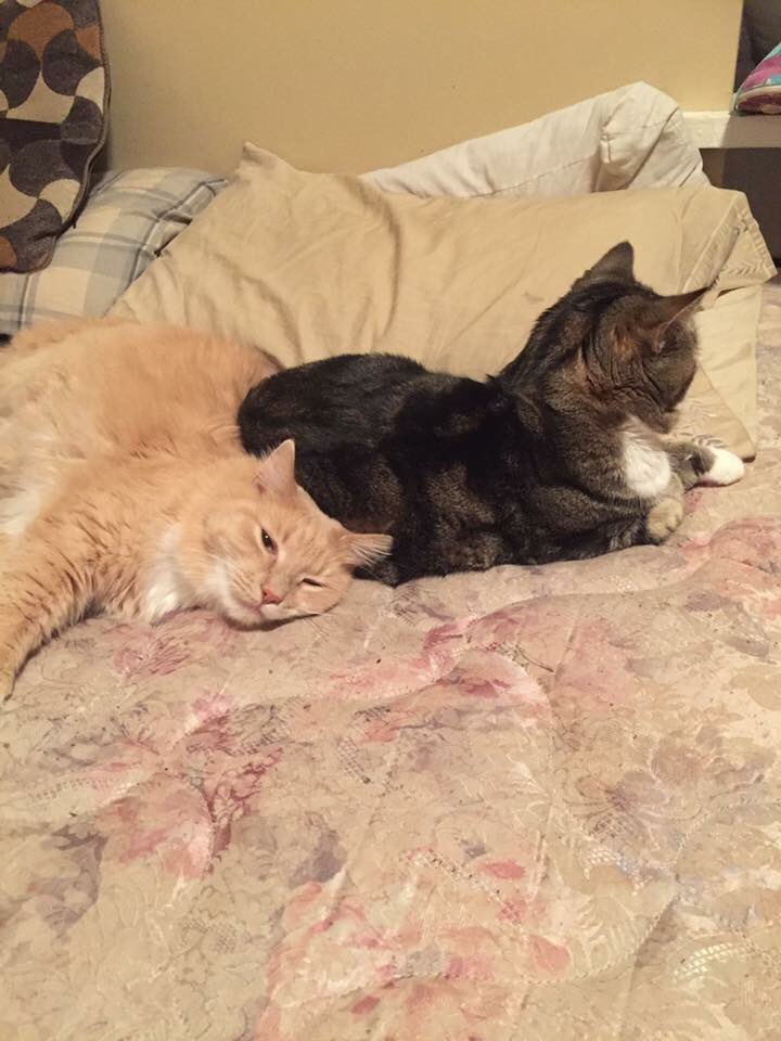 LuTheFluffer's tweet photo. My boyfriend and I. https://t.co/EFuSysdyY6