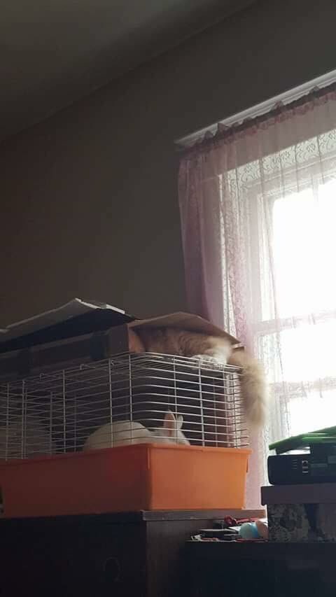LuTheFluffer's tweet photo. Meeting my friend Cloud and trying to fit in the box at the same time. Two birds with one stone. https://t.co/nSetQPRZhq