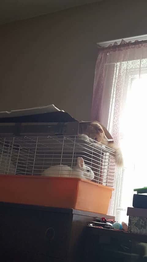 LuTheFluffer's tweet photo. Meeting my friend Cloud and trying to fit in the box at the same time. Two birds with one stone. https://t.co/nSetQPRZhq