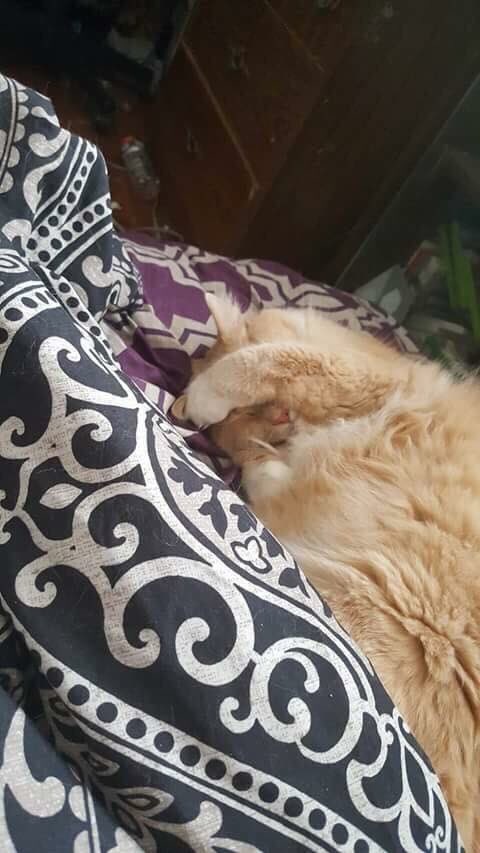LuTheFluffer's tweet photo. When your hooman sneaks pics. https://t.co/B980axXnhl