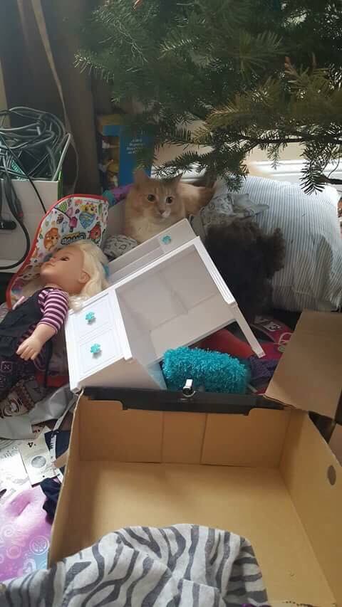 LuTheFluffer's tweet photo. When you find a comfy spot away from your hoomans but they find you. https://t.co/9Kn6TqfLF6