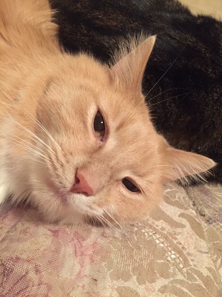 LuTheFluffer's tweet photo. Caught the bae sleeping. https://t.co/FSmr1FO0Vr