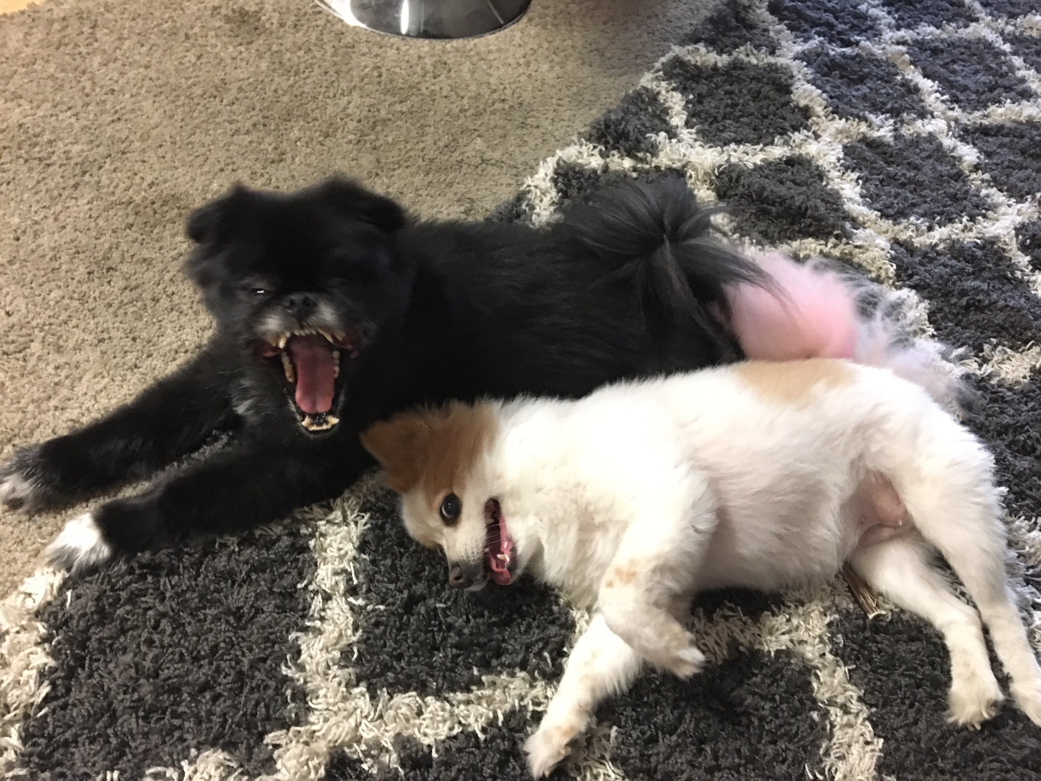 2 pic. these doggos are goofy af! https://t.co/REP6g8SQ89