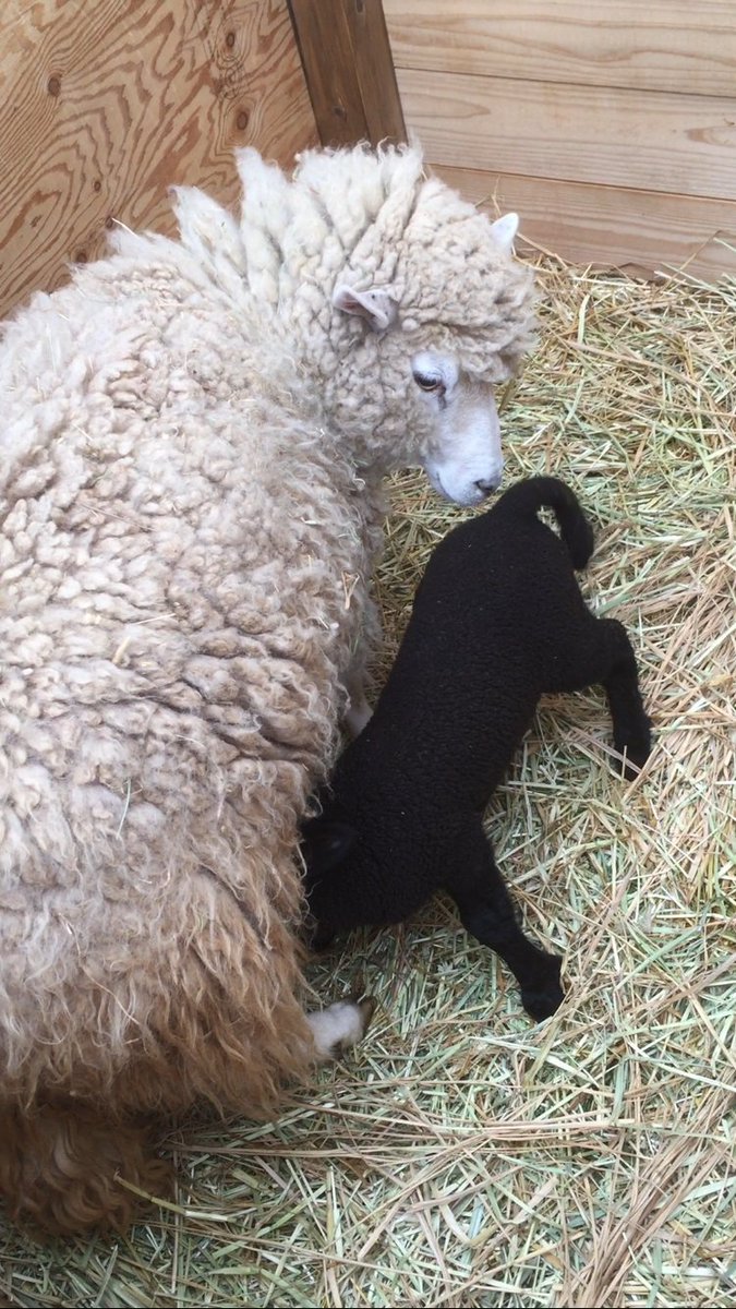 メラニズム 動物 かわいい