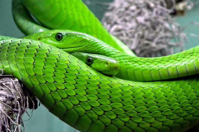 ColabVentures's tweet photo. Don't Play with Dead Snakes — Kill Projects Before They Kill You https://t.co/0rfPQQZq1O #tech #business https://t.co/pXvUhG2lLp