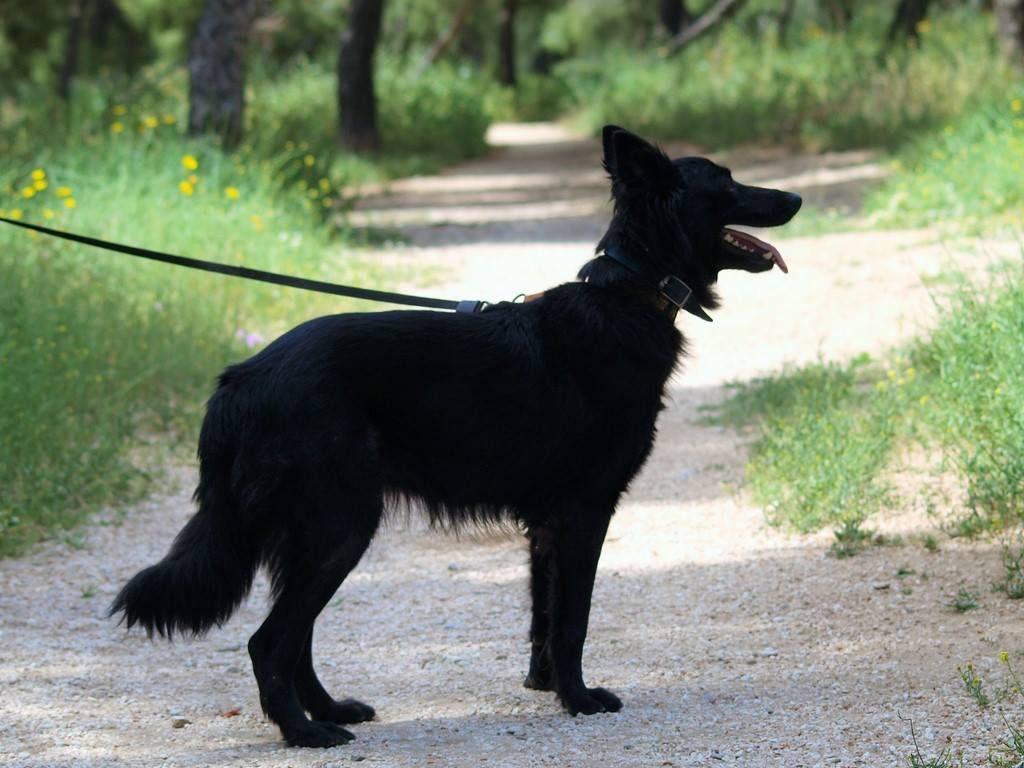 StrayGr tweet picture