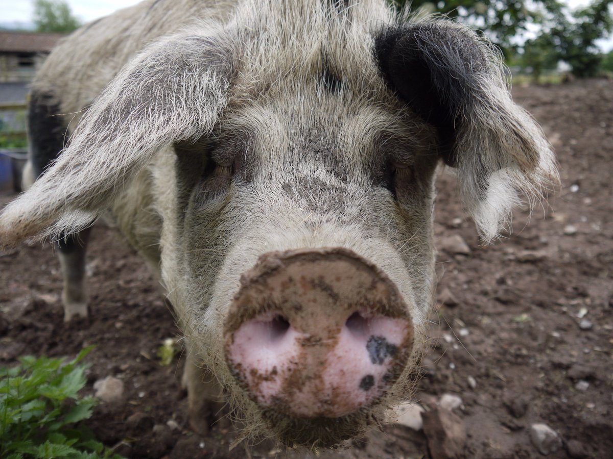 Forest School Kids tweet media