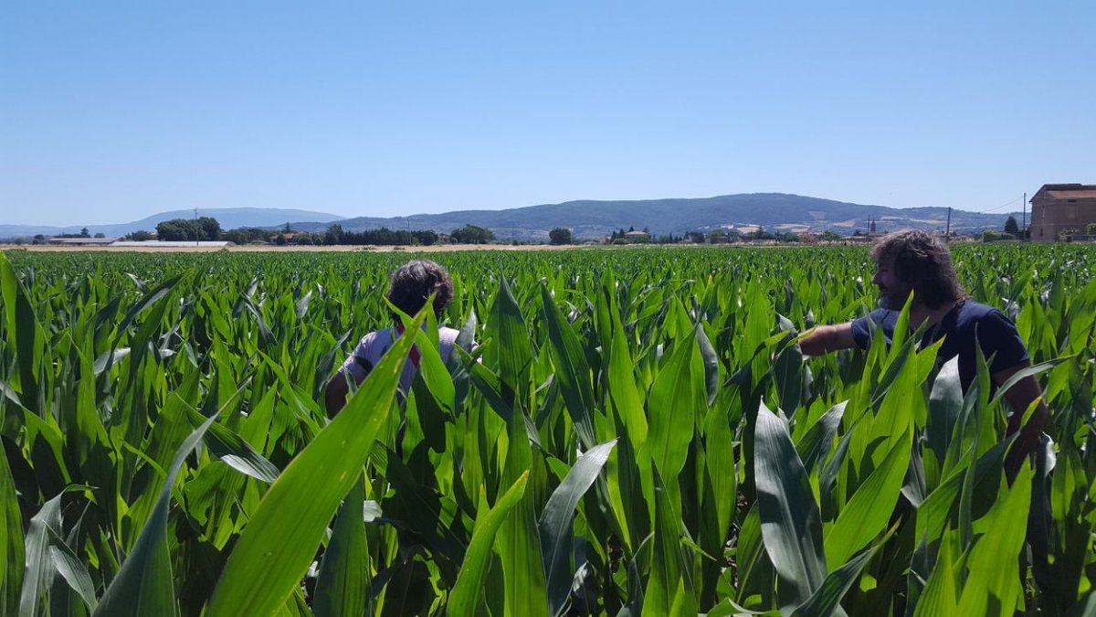 zampieri79's tweet photo. @MAS_Italia @MASseeds Mas 68.K Azienda Cialfi, Deruta (PG) super! https://t.co/6ZoFESMmhA