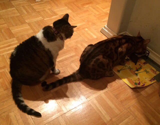 dawnlynx's tweet photo. My cats wait in line for their food. (Kairu is at the bowl and Charm is waiting) #patientkitty https://t.co/ksPr2YfOew