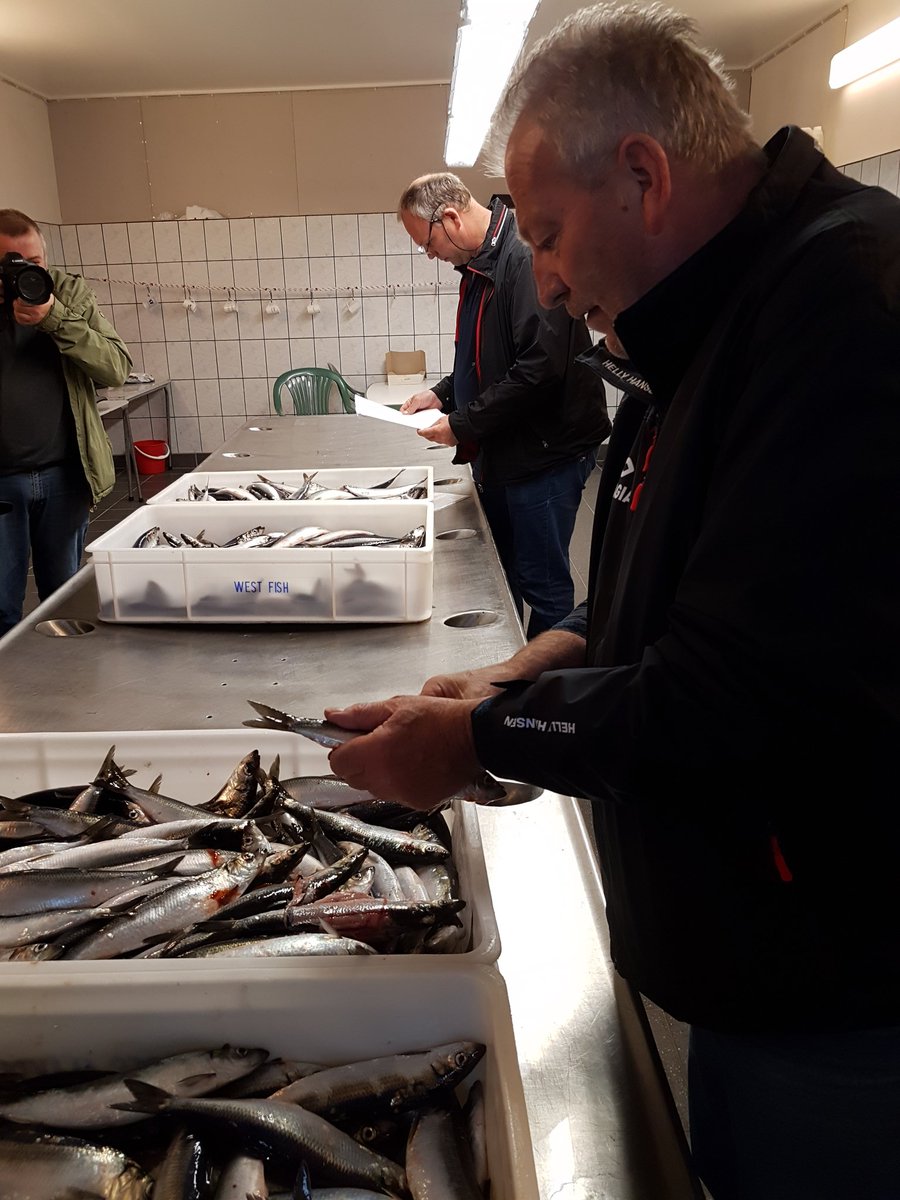 #hollandsenieuwe #haring keuren #egersund. Vanaf 14 juni te koop in Nederland! #zesmakenweerheerlijk