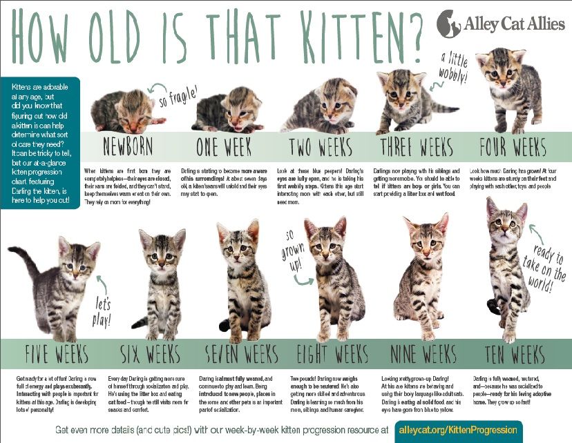 Central Cat Hospital On Twitter Ever Wonder How To Tell A Kitten S Age This Chart Tracks Darling The Kitten From Newborn To 10 Weeks Funfactfriday Https T Co Gzhrfdttkm Twitter