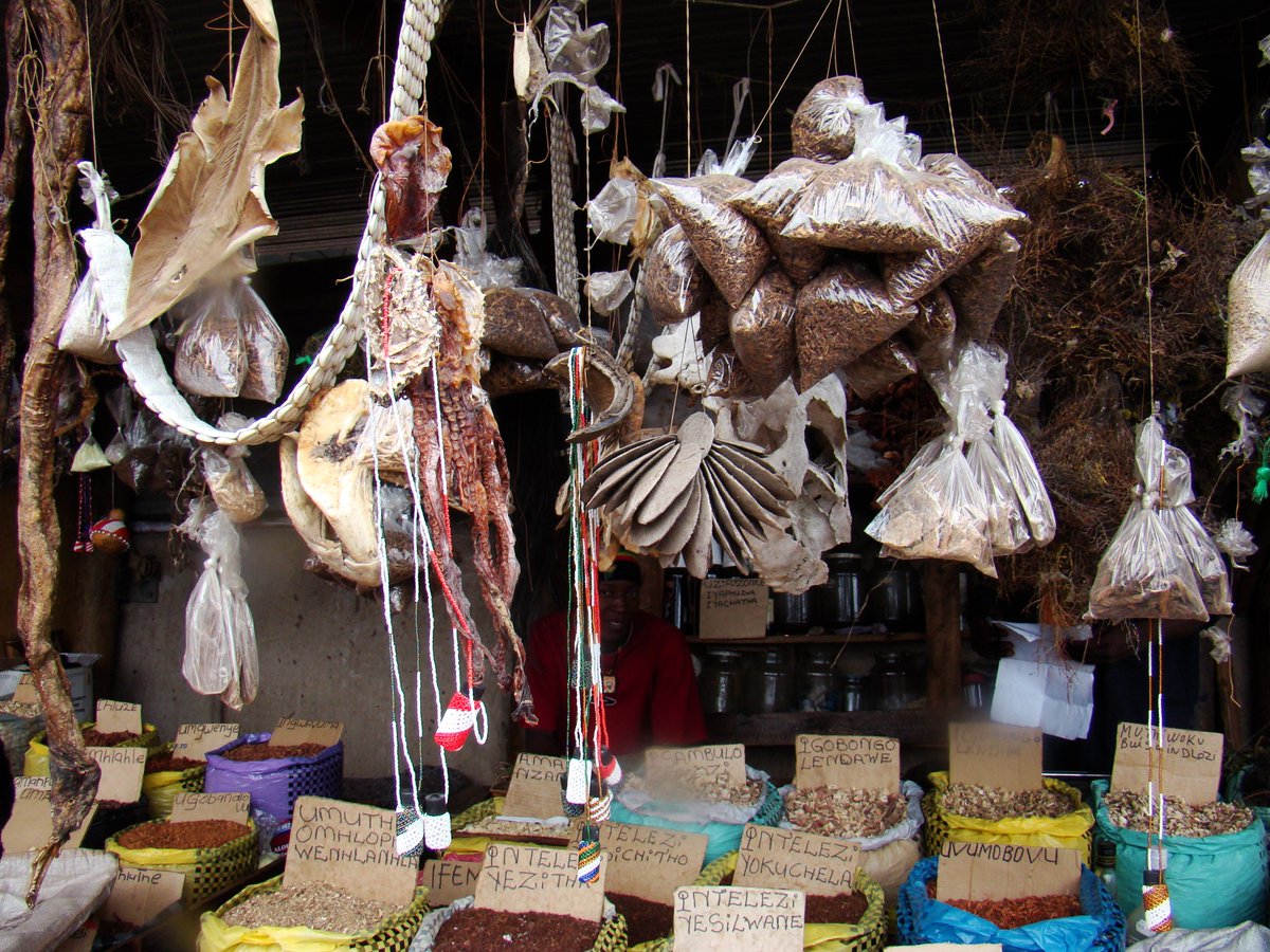 KerrySkink's tweet photo. Anyone studying use of marine species in traditional Zulu / Xhosa medicine and magic? Collaborators sought #BenefitsofBiodiversity @SANBI_ZA https://t.co/waB34A7l7o