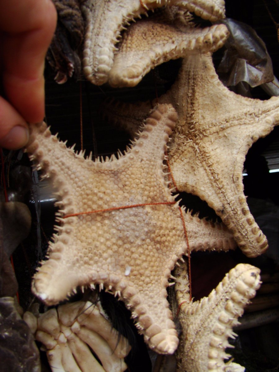 KerrySkink's tweet photo. Anyone studying use of marine species in traditional Zulu / Xhosa medicine and magic? Collaborators sought #BenefitsofBiodiversity @SANBI_ZA https://t.co/waB34A7l7o