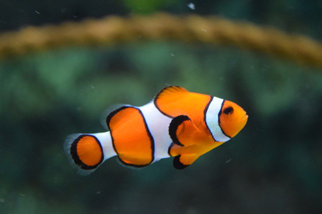CooperVisionGLB's tweet photo. Fish don't have eyelids, but their eyes stay moist from living in water. #FunFactFriday https://t.co/rKcRpwuF1G