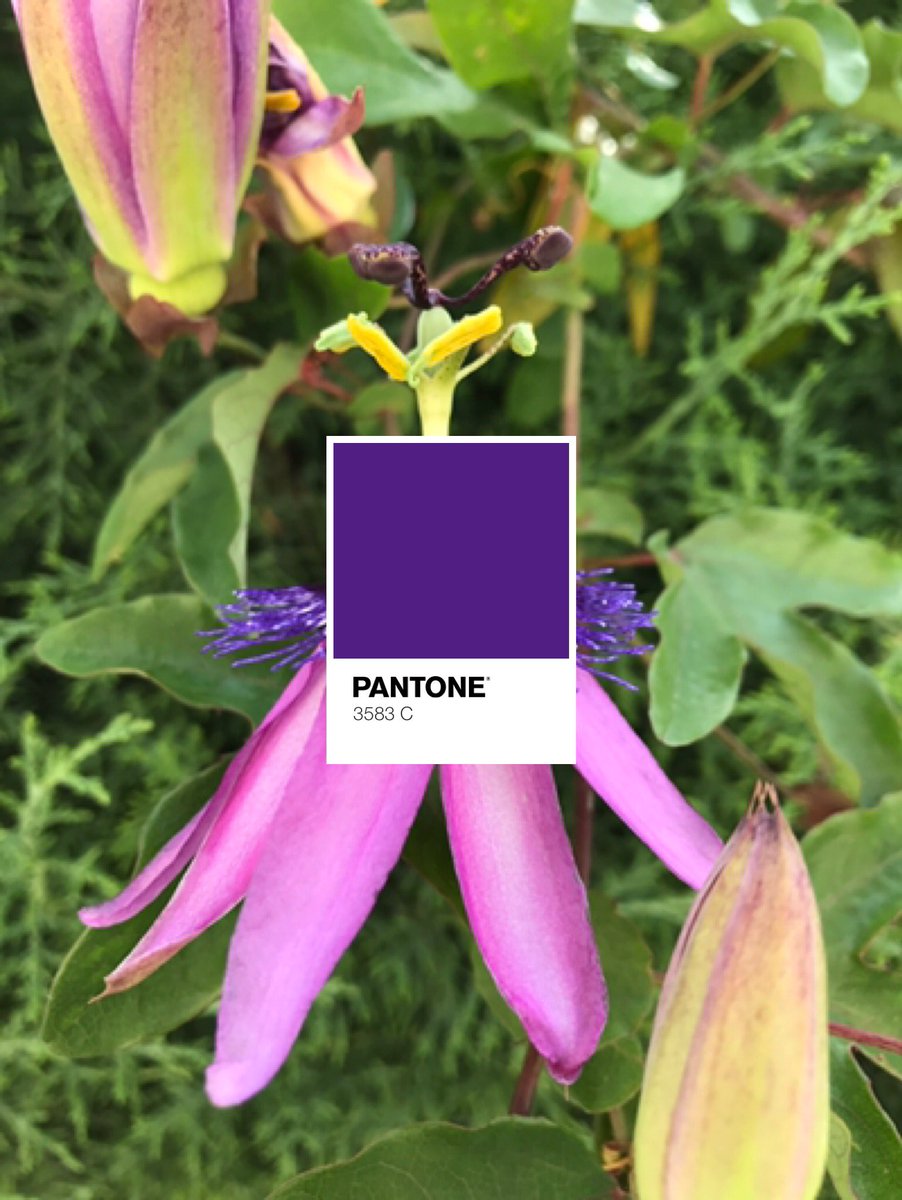 fffantone's tweet photo. #color of the day: https://t.co/BNuRxoZmSQ