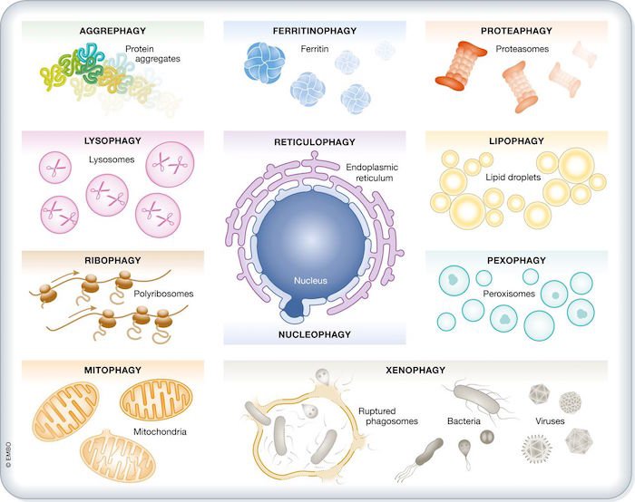 Confused about terminology? See our new review on Molecular definitions of autophagy and related processes emboj.embopress.org/content/early/…