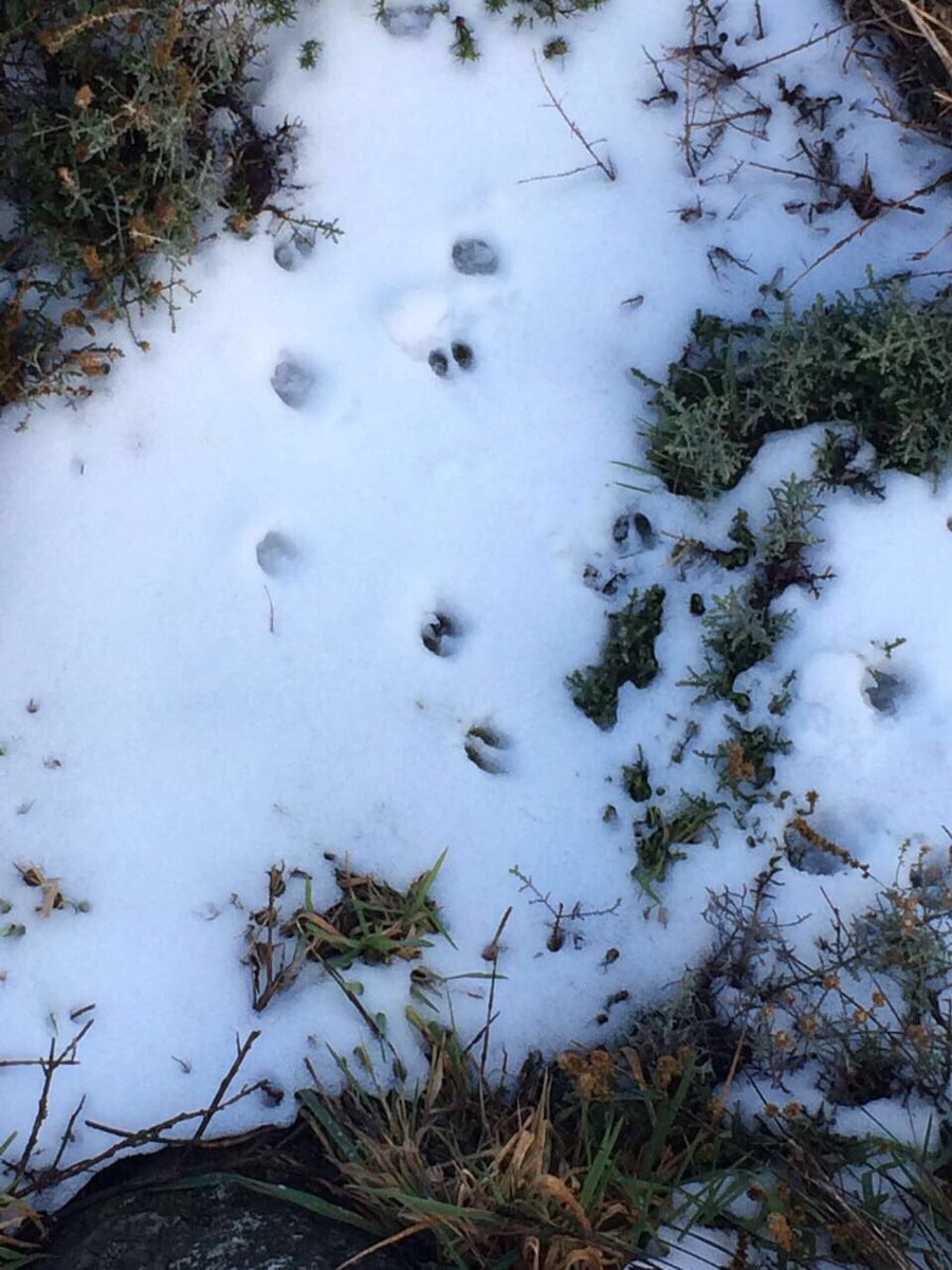 CapeCanopyTour's tweet photo. And here are a few more snapshots of the snow on our system: can you spot the klipspringer? The silver lining to the #CapeStorm https://t.co/SYmdz9szxe