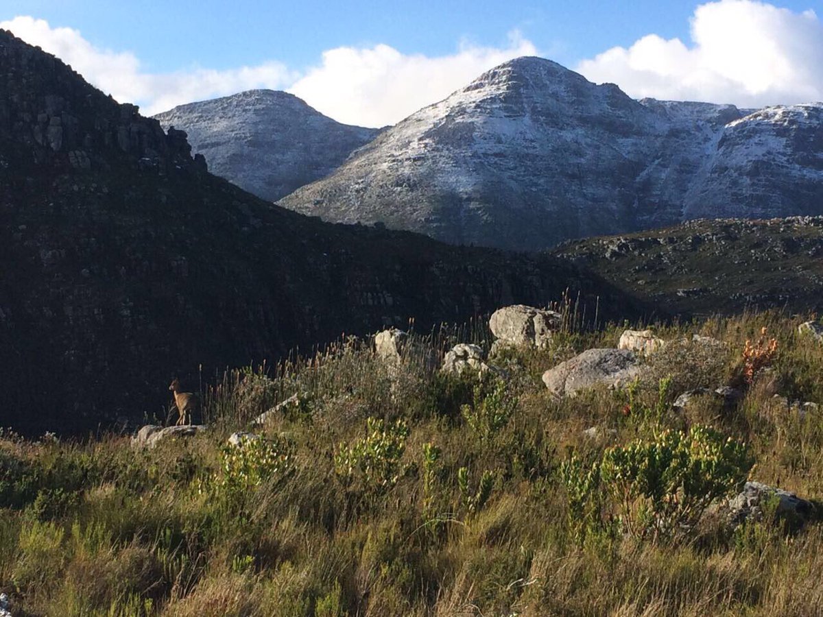 CapeCanopyTour's tweet photo. And here are a few more snapshots of the snow on our system: can you spot the klipspringer? The silver lining to the #CapeStorm https://t.co/SYmdz9szxe