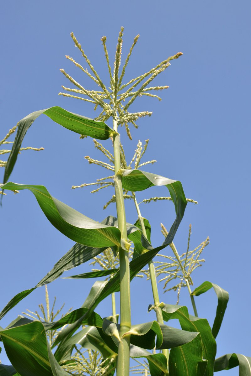 yousakana's tweet photo. トウモロコシ畑
The cornfields at Ishii town, Tokushima pref., Japan
#徳島 #食のランドスケープ #foodlandscape https://t.co/kNvfvmwFIE