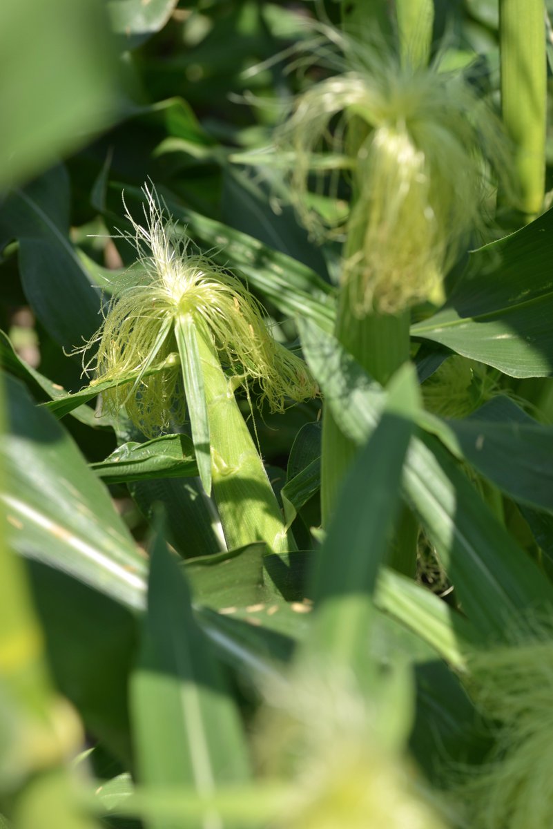 yousakana's tweet photo. トウモロコシ畑
The cornfields at Ishii town, Tokushima pref., Japan
#徳島 #食のランドスケープ #foodlandscape https://t.co/kNvfvmwFIE