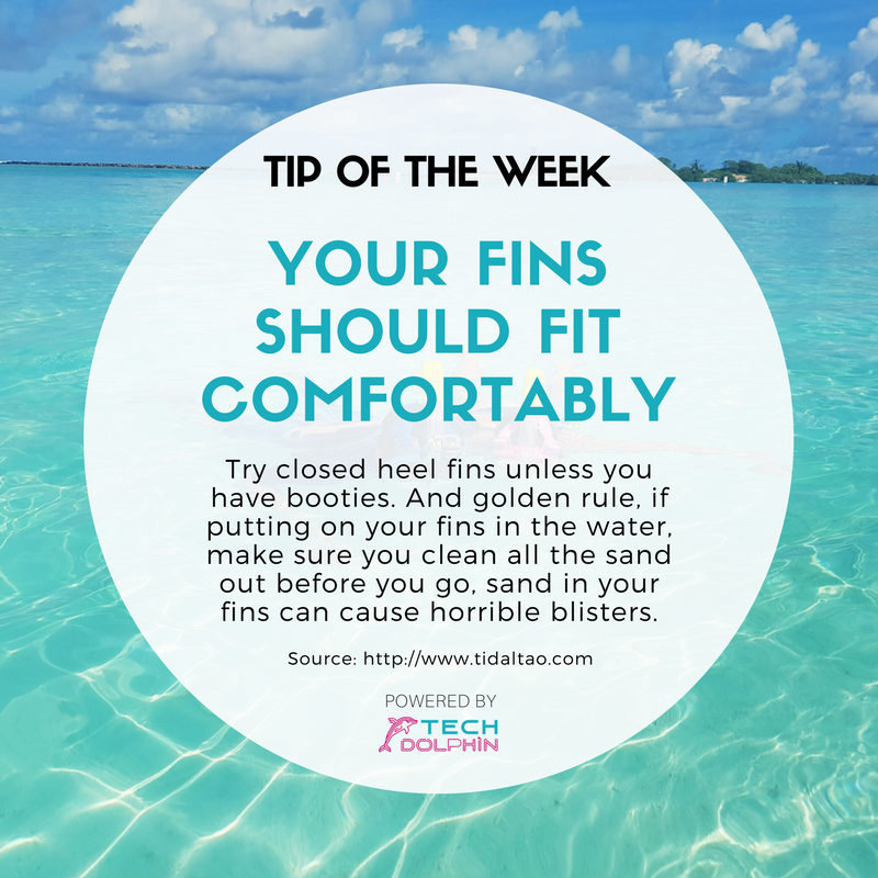 TechDolphinUS's tweet photo. Snorkeling Tip of the Week ๐
#snorkeling #snorkel #snorkelingfins #sealife #underwaterlife #underwateradventure #techdolphin #snorkelingtip https://t.co/gtI22OzxZ8