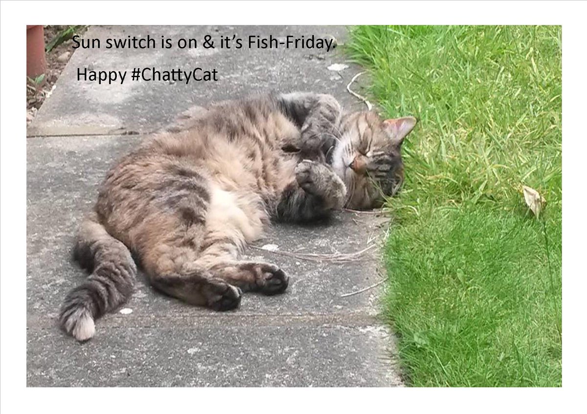 chattycatsuzi's tweet photo. Happy #fishfriday everyone. #sunswitch is on #happy #chattycat #FridayFeeling #cat https://t.co/70kvVJZm5D