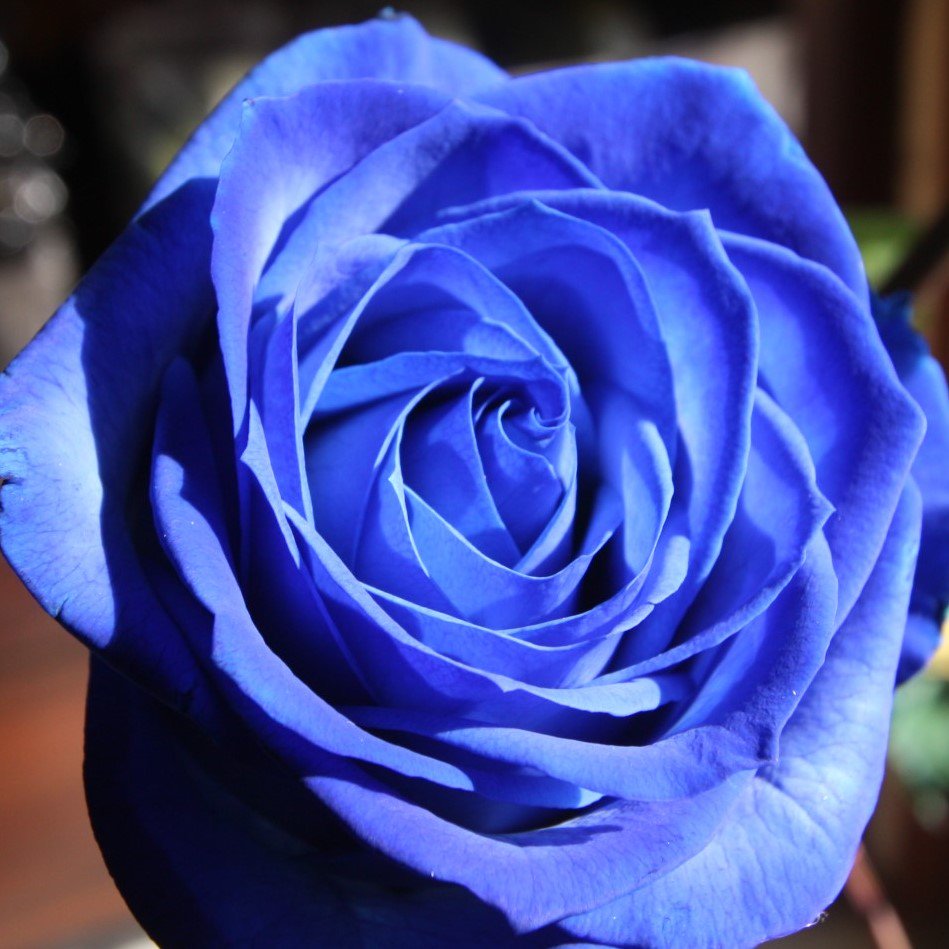 ローズショップ Di Twitter 青薔薇の花言葉 可能性 全国即日配送可能 T Co Gv5jrnhxtz 0266 28 11 花束 アレンジ ヤマト運輸でお届け 青薔薇 Blue Rose ブルーローズ 青バラ 青いバラ アオバラ ブルーのバラ T Co Yapak3fex0