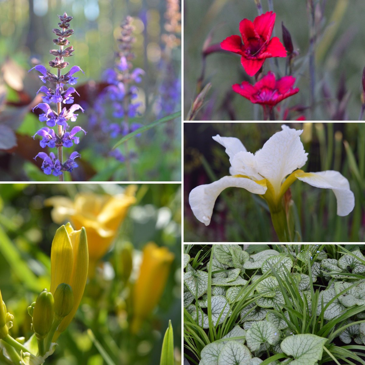 HawkesmillNurs's tweet photo. #Hemerocallis, #Dianthus, #Iris..sorry but we are showing off on @VergetteGardens #MoveableFeastGarden @The_RHS #ChatsworthFlowerShow !!! https://t.co/LUcdpi0xyn