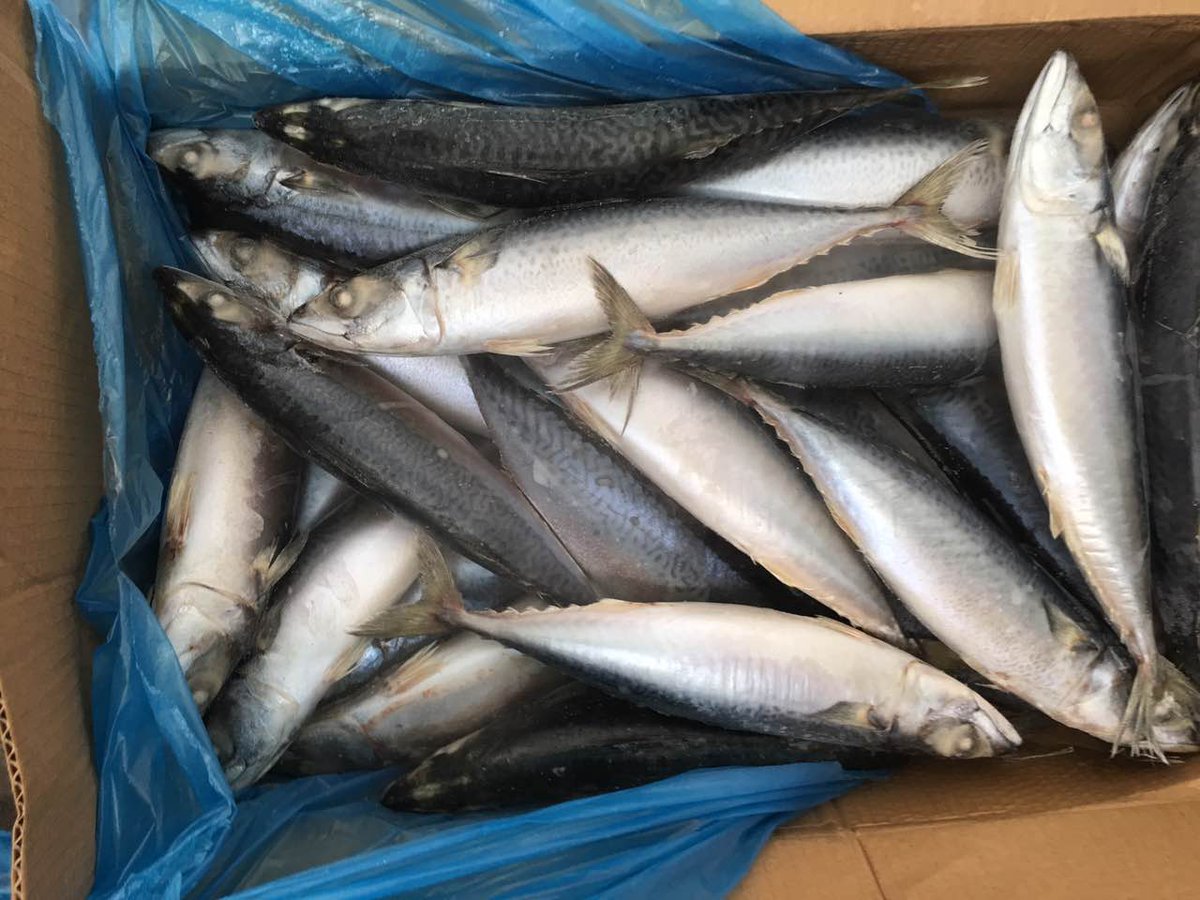 DoubleshellS's tweet image. frozen mackerel WR(scomber japonicus),
300-500g/pcs,15KGS/CTN,
100% NW, Seafrozen.
1-2 fcl.available
