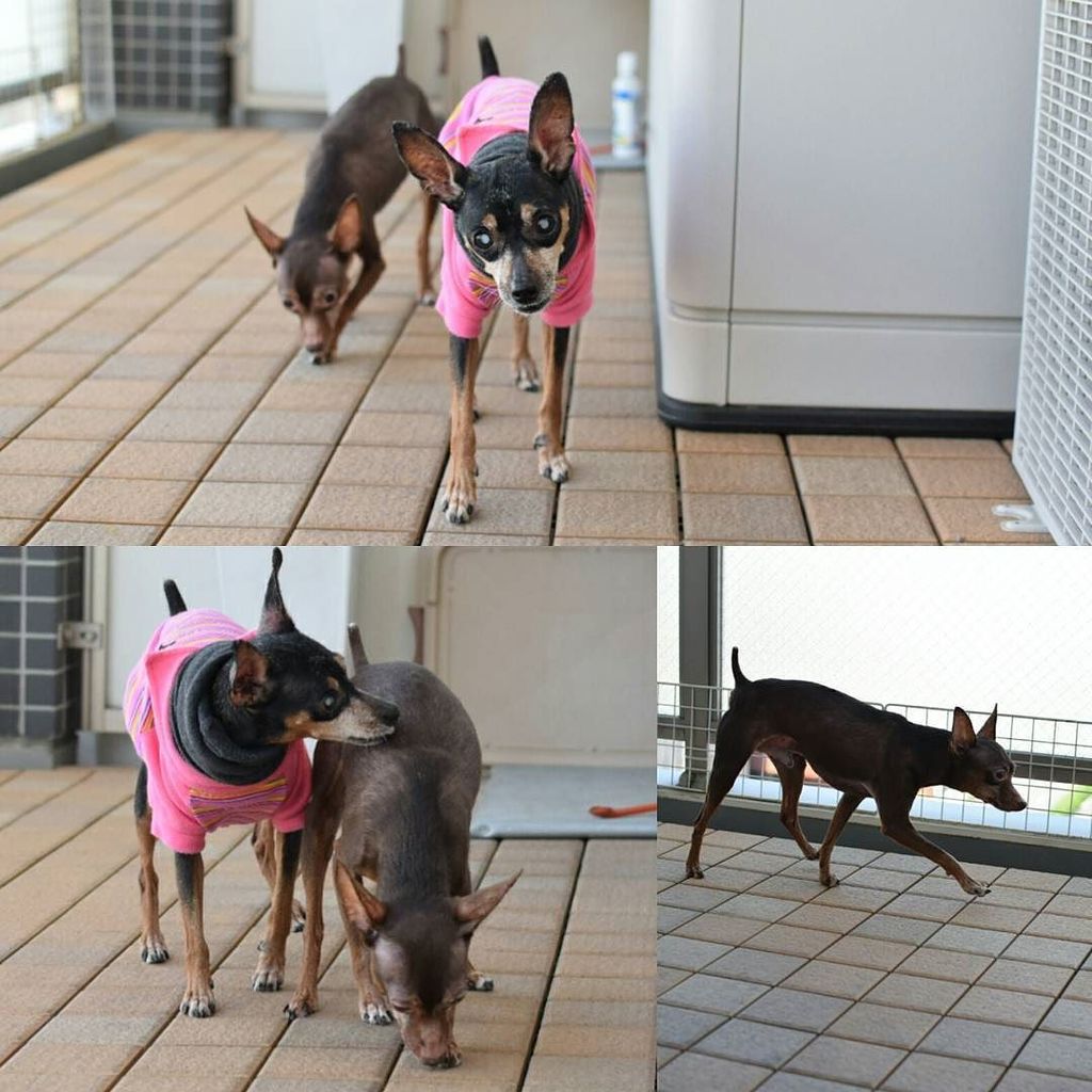 ミニピン多頭飼い