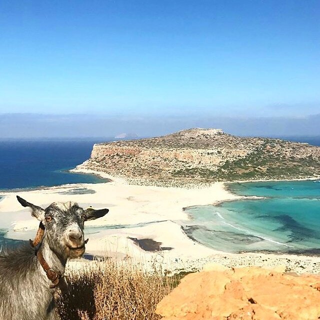 crete_in's tweet photo. Oh, hello🐐 Hope you will have a #great #weekend 😊
Photo by IG@alexandrarooms👏 #crete #greece #beautiful #nature #funny #animals #holidays https://t.co/8MXLiGOZD7