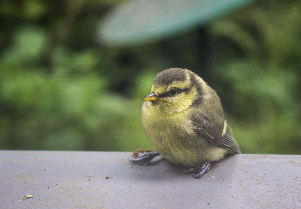 garden_bird's tweet photo. We just had an adorable fledgling Blue tit on our office window sill :D #30dayswild #bluetit #bird #springwatch https://t.co/W7rGq16yd3