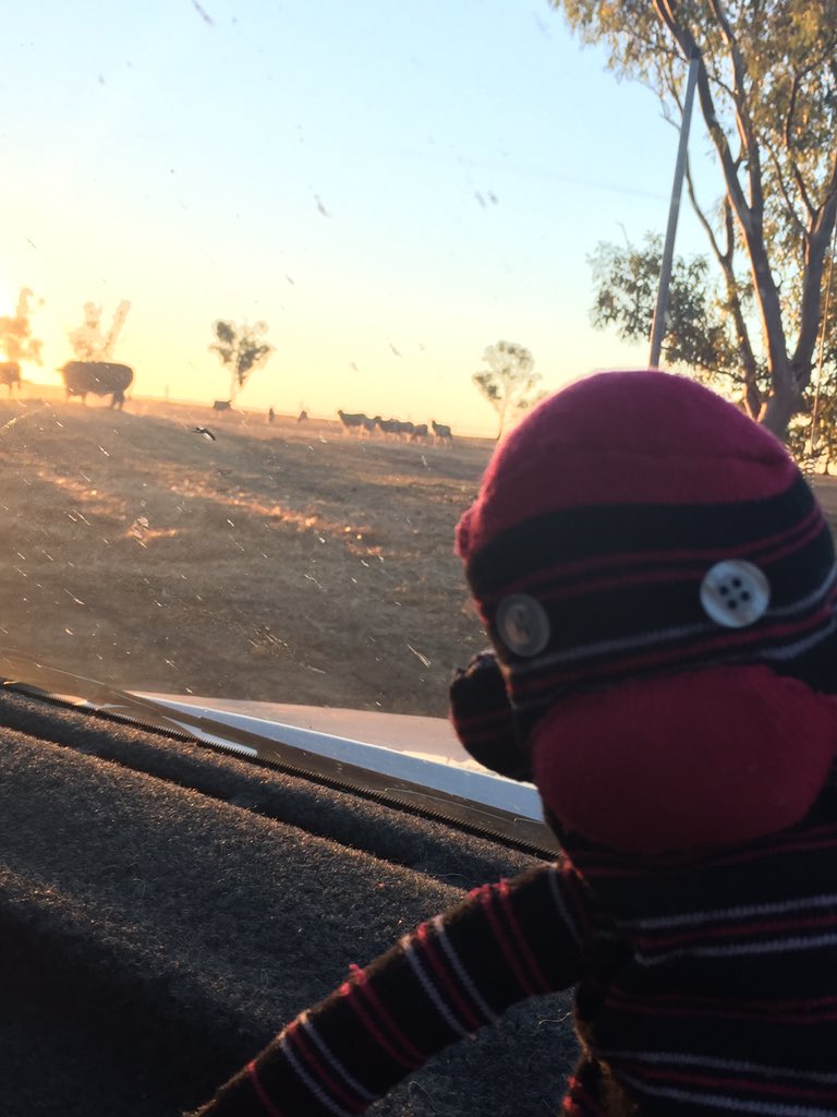 Im_Molly_Monkey's tweet photo. Checking on the cows and the sheep at the end of the day https://t.co/iufchKRRVg