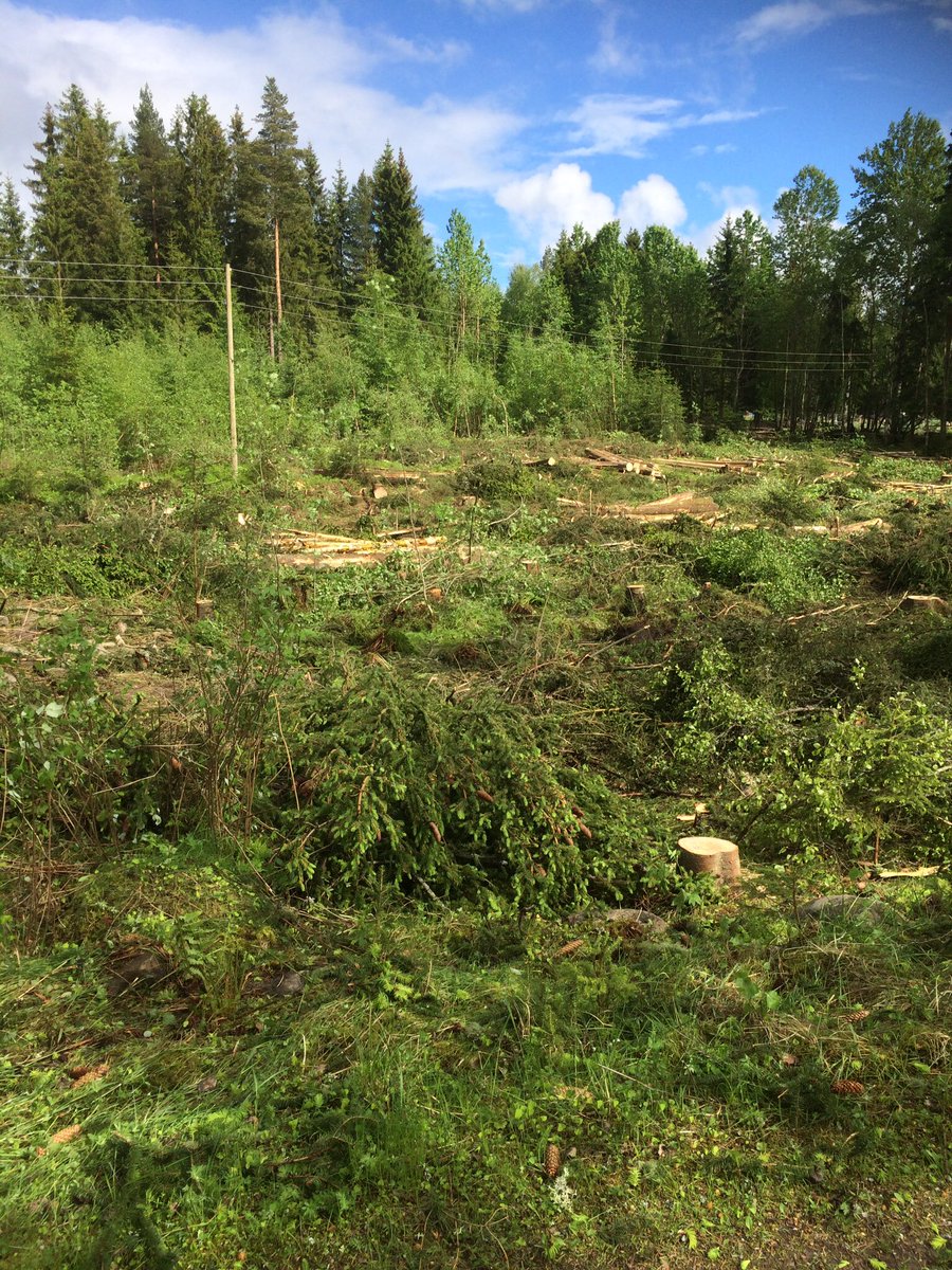 aasegaard's tweet image. Skogen.En avgjørende faktor for at vi kjøpte eiendommen.Nå hogger vi den ned..Til fordel for luftegårder såklart.Stall Bjørneng in progress.