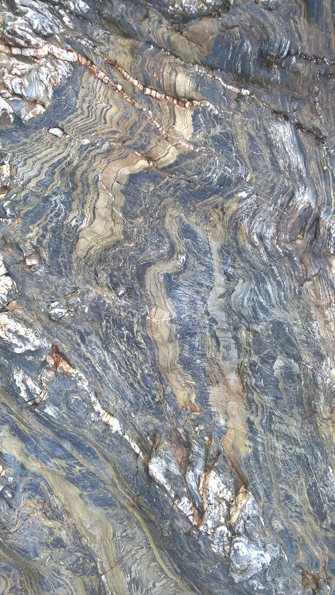 F2 folds with crenulation cleavage in black phyllite and metasiltstone, Falmouth, Cornwall.  #fieldworkfriday for the RSM's Paul Garrard