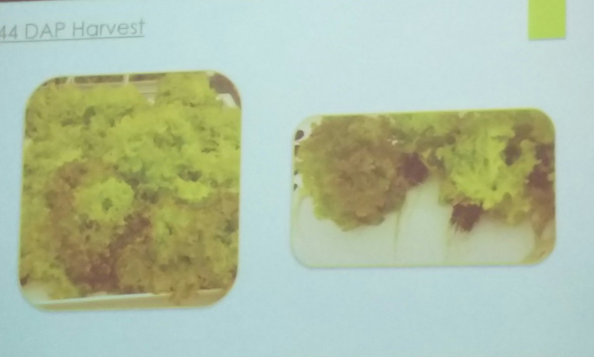Colin_Kelleher's tweet image. Michelle Mckeon-Bennett showing how Sphagnum can be used to grow lettuce during space exploration #IPSAM17  #IPSAM2017 @LimerickIT