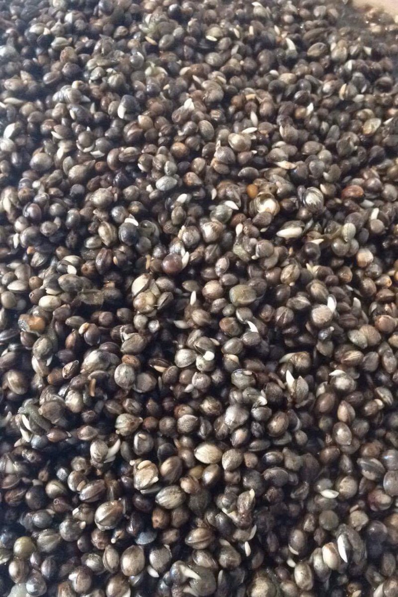 AddictionBaits's tweet photo. Uncooked Hemp £3.75 per kg
Cooked Hemp
5kg £18.99 10kg £28.99 15kg £32.99 20kg £39.99
Flavour your hemp for £1.00 #addictionbaits #Freezer https://t.co/blR0s2Qwhd