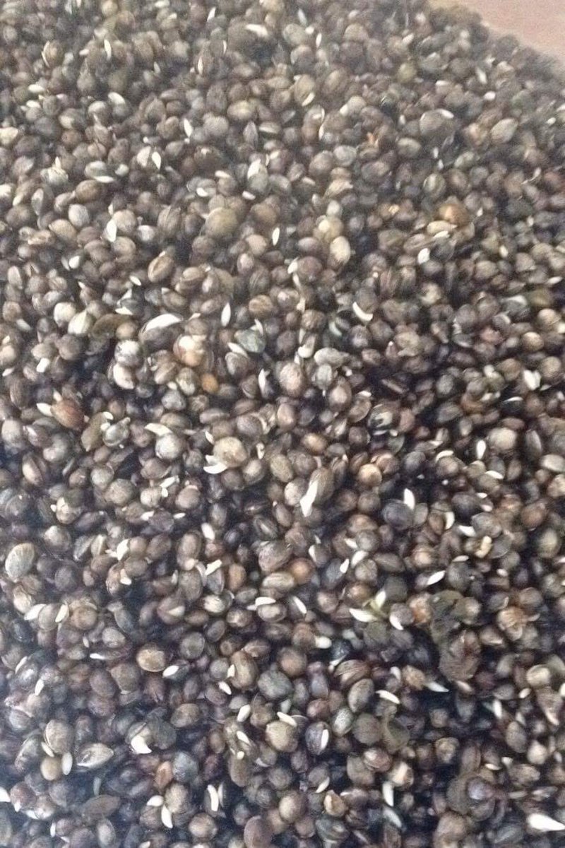 AddictionBaits's tweet photo. Uncooked Hemp £3.75 per kg
Cooked Hemp
5kg £18.99 10kg £28.99 15kg £32.99 20kg £39.99
Flavour your hemp for £1.00 #addictionbaits #Freezer https://t.co/blR0s2Qwhd