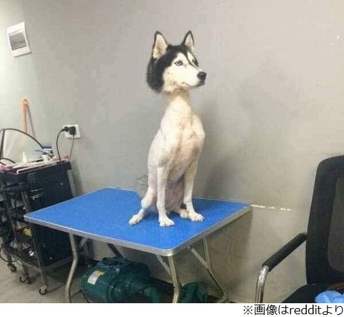50 ブサイク 犬 カット 失敗 ブサイク 犬 カット 失敗 Jpsaepictqkuu 50 ブサイク 犬 カット 失敗 ブサイク 犬 カット 失敗 Jpsaepictqkuu