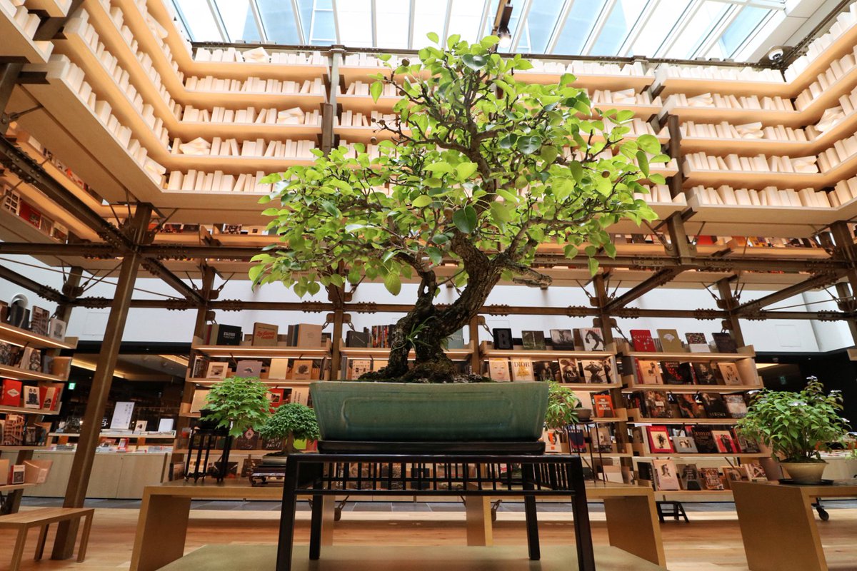 銀座 蔦屋書店 على تويتر イベント 銀座蔦屋書店 Event Spaceでは 銀座 雨竹庵 ご協力のもと 様々な 盆栽 を展示した 盆栽の美 を開催中 展示されている盆栽は 購入もできます T Co Dgbtsd4bka