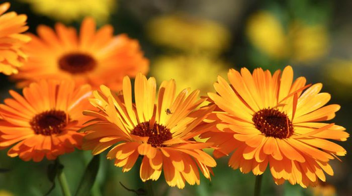 前向きな花言葉 マリーゴールド 鮮やかなオレンジや黄色の花を咲かせる花 花の名前 の由来は聖母マリアの祭日と呼ばれる日にマリーゴールドが花を咲かせていたことに由来するといわれています 花言葉は 生きる