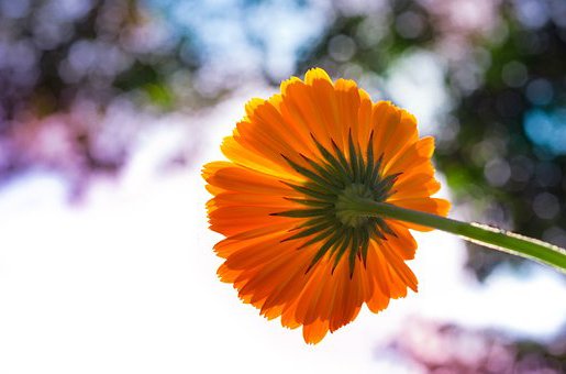 前向きな花言葉 Mae Hana Ktb Twitter