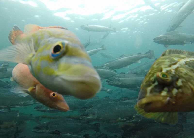 Cleaner fish - what do they do? Read our new blog on the benefits of our cleaner fish!

goo.gl/28HfNT