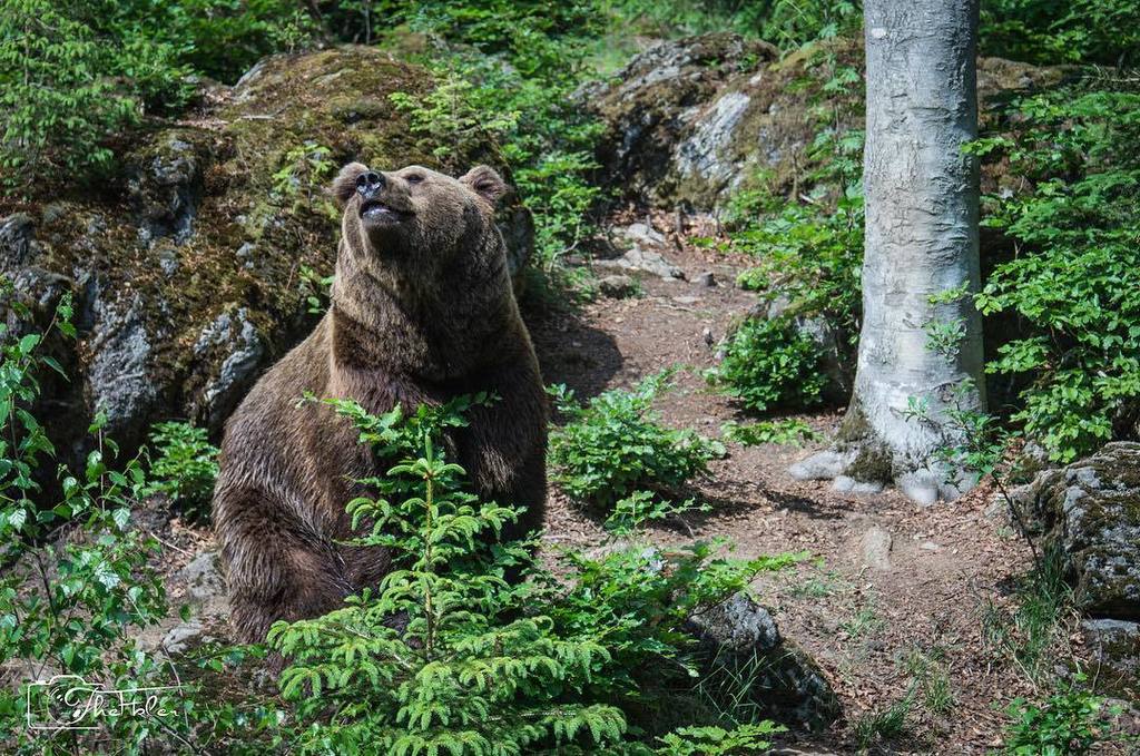 TheFbler's tweet photo. Ich habe ein neues Foto auf Instagram gepostet! https://t.co/iL40TkD7oB #SONY #Alpha #a57 #AlphaAddicted #AlphaCollective #Bear #SAL1870 #… https://t.co/72svZ7fK90