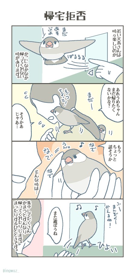 文鳥さんの帰宅拒否。

#buncho #javasparrow #文鳥 