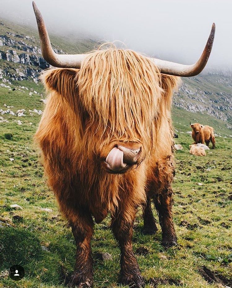 VisitTorshavn's tweet photo. Muuhve over, it's the weekend! 🤗📷@ByOlafsdottir #FaroeIslands #FridayFeeling #Highlandcoo #Travel #Travelskills #cows https://t.co/7p3rbJktPz