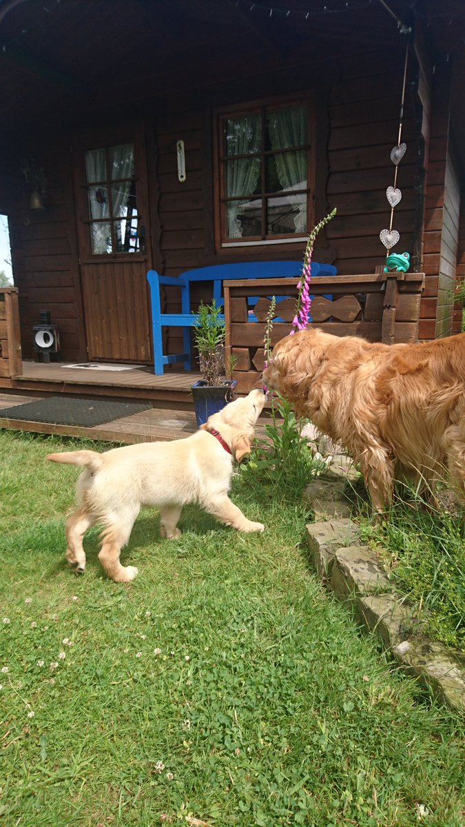 pello79's tweet photo. #dogreport https://t.co/beYNyX46Sn